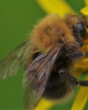 Makrofotografie_im_Botanischen_Garten